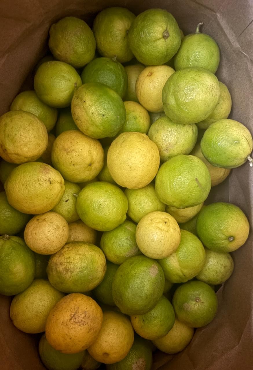 Fresh limes from the estate orchard
