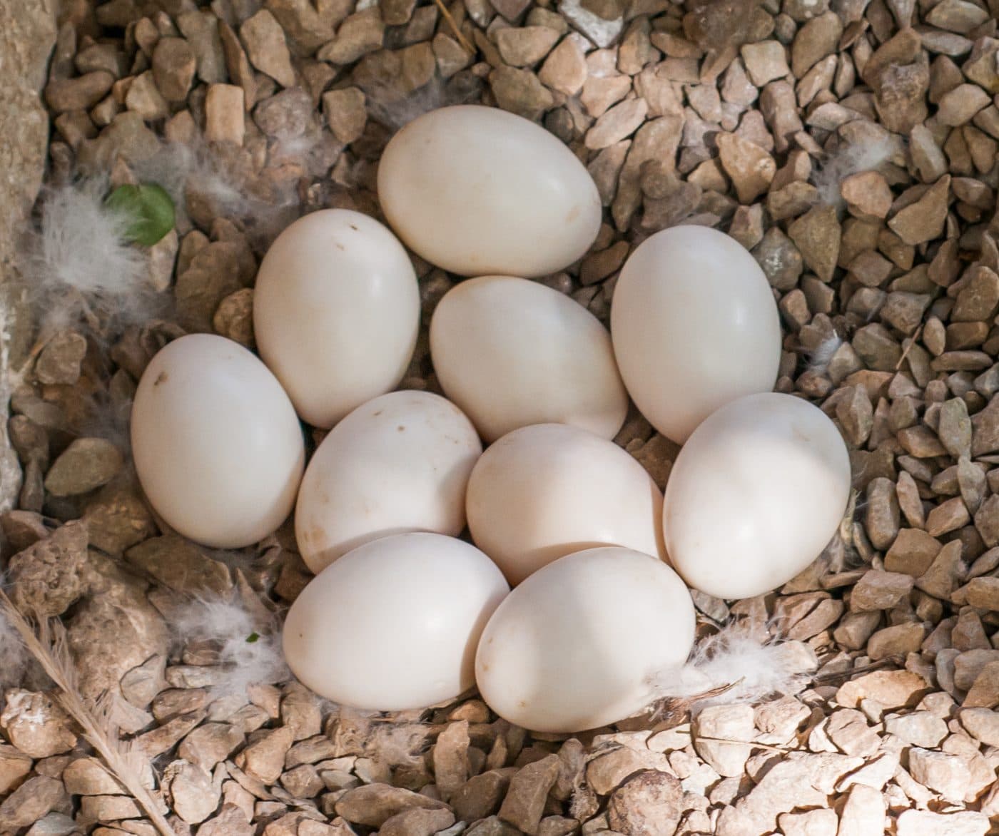 White duck eggs in a nest